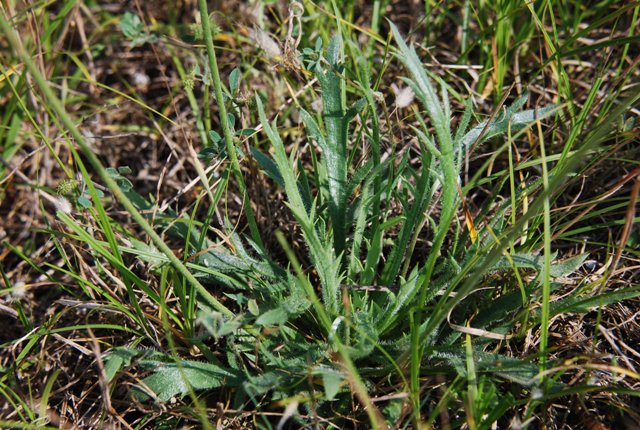 Plantago coronopus